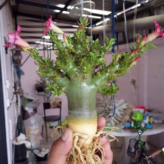 Cây Sứ kim tử tháp giống siêu ngọn (cây gửi như hình3-4)