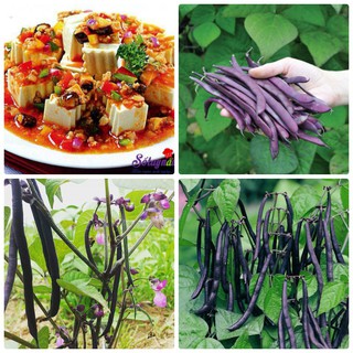 Bán Hạt giống Đậu Cove Leo Tím Dinh Dưỡng Dễ trồng ( gói 5 gam) tại Hạt Giống Bốn Mùa