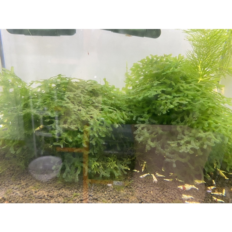 Rêu Pelia Cho Hồ Tép Thuỷ Sinh