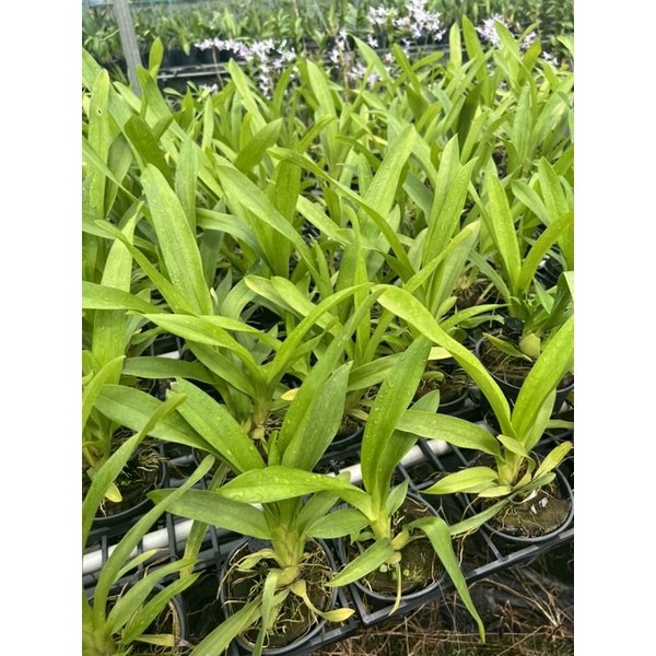 Vũ nữ mật ngọt vàng Yanan Gold cây đang nụ