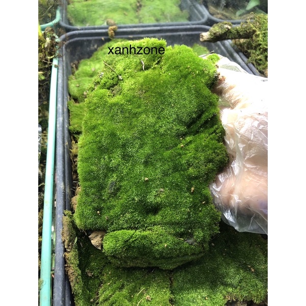 1 kg rêu nhung Xanhzone trải nền hồ bán cạn, terrarium, bonsai