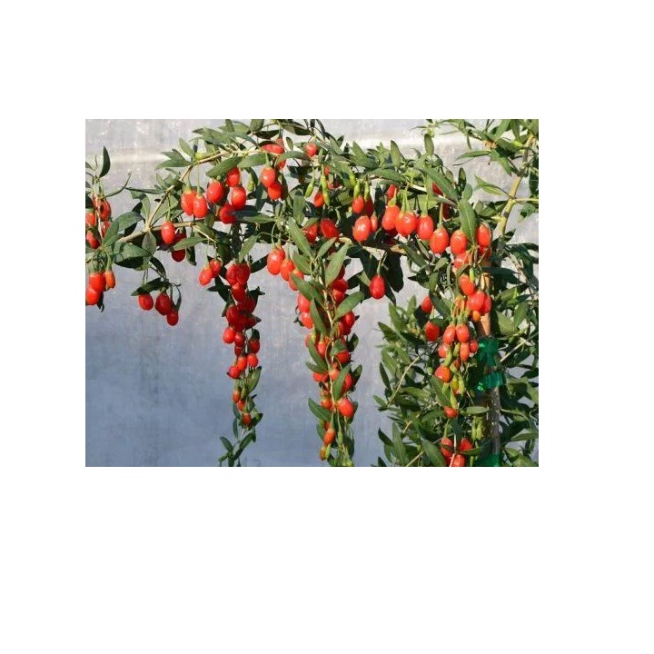 Hạt giống câu kỷ tử  xuất xứ Trung Quốc