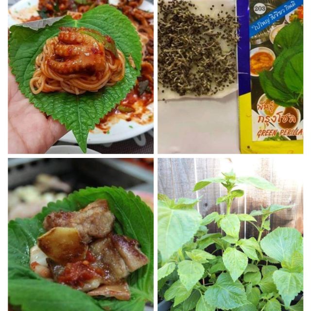 Hạt giống lá mè Hàn Quốc nhập nguyên gói thái Lan nảy 99%_Lá vừng xanh, Lá kê nhíp Green Perilla Shiso