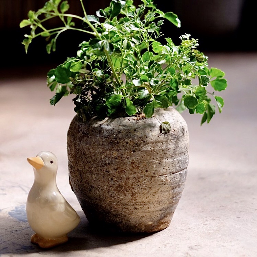 Tượng gốm hình thú vịt decor trang trí sân vườn Tròn Tròn Saigon