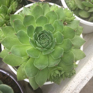 Sen đá - phật bà size trung