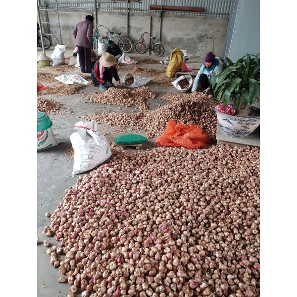 Hành ta thái lát sấy khô đóng gói quy cách 1kg/gói