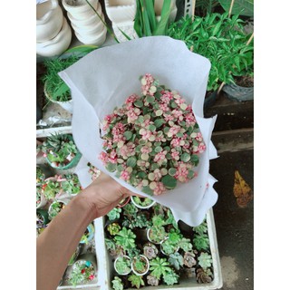 Sen Đá Đô La Hồng Trắng