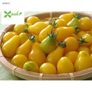 Hạt giống cà chua lê vàng - 30 hạt