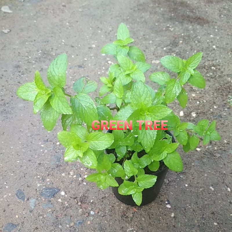 Cây giống bạc hà Âu pepper mint(size vừa)