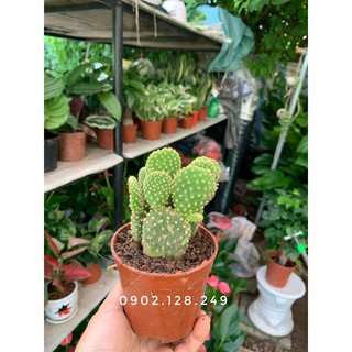 Cây xương rồng tai thỏ chậu nhựa chậu sứ