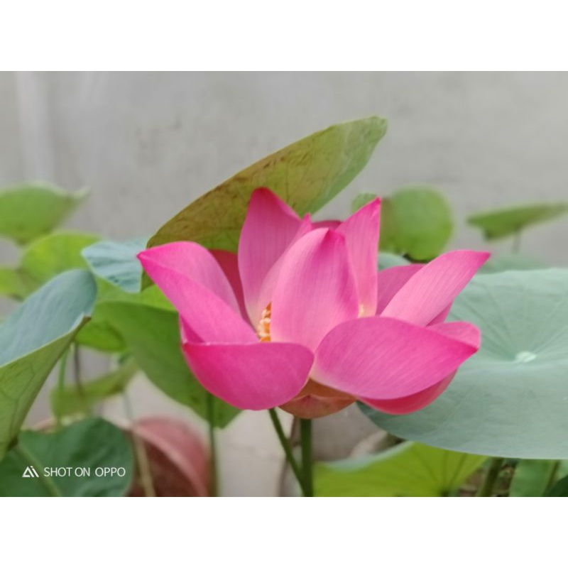 Sen tứ Quý bốn mùa An Yên