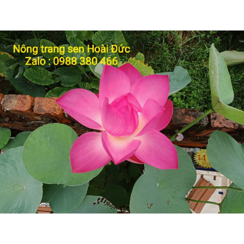 Sen cung đình mang lại may mắn bình an cho gia chủ