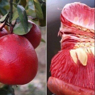Bưởi ruby ruột đỏ thái lan ra quả siêu sớm