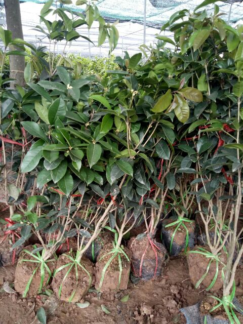 CÂY MỘC HƯƠNG CAO 70cm