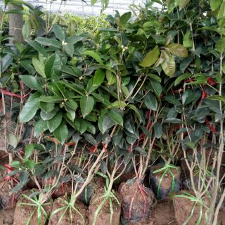 CÂY MỘC HƯƠNG CAO 70cm