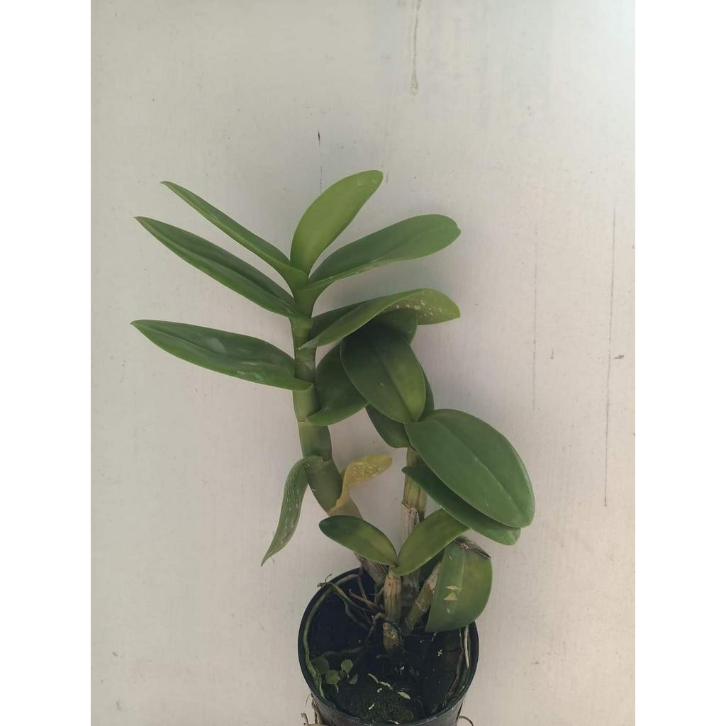 HOA LAN BURANA GREEN