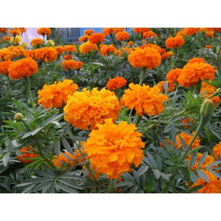 Hạt Giống Hoa Cúc Vạn Thọ Cam [shop uy tín]