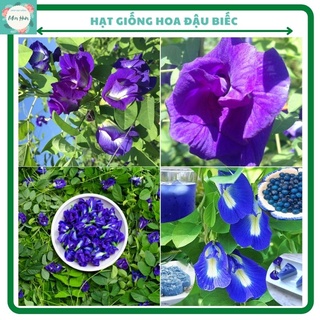 Hạt giống hoa đậu biếc,hoa màu tím- có nhiều công dụng, bán theo túi chia số lượng hạt