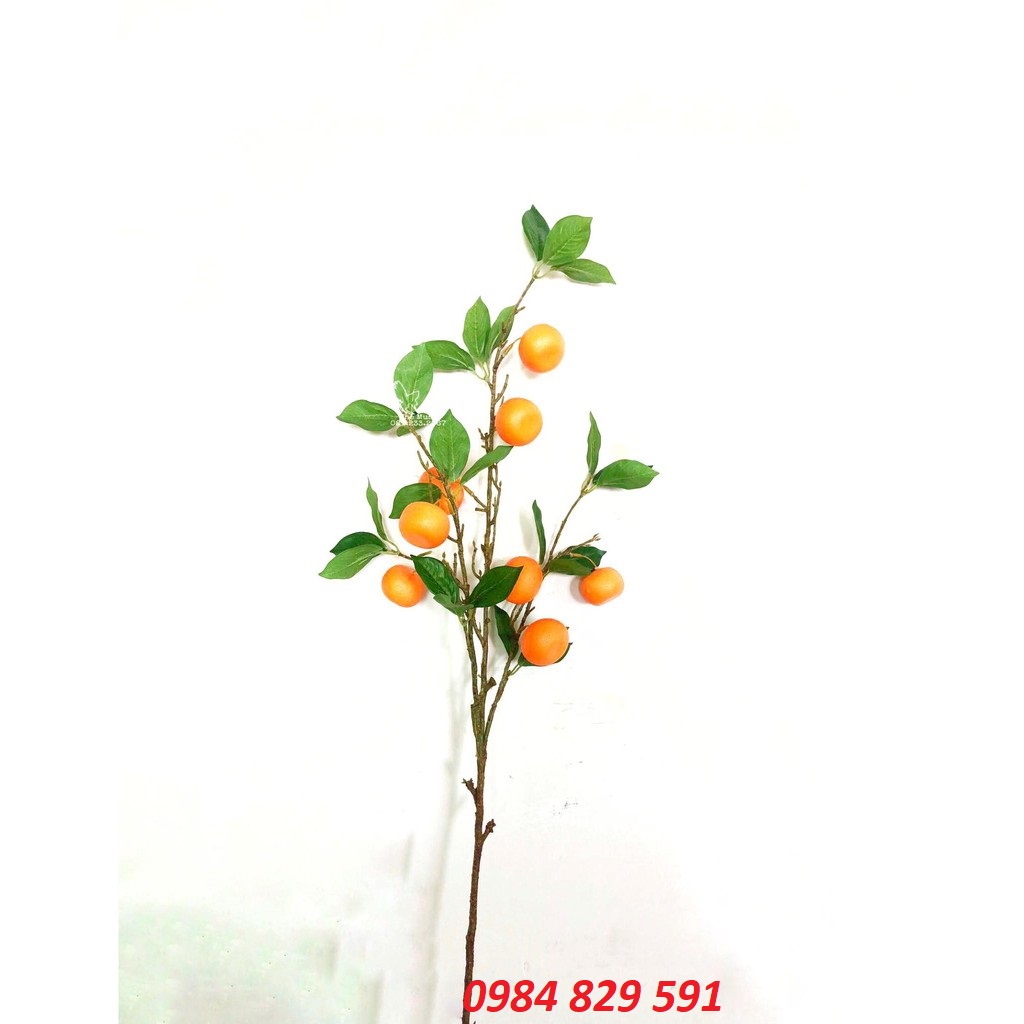 Cành Quýt vàng trĩu quả cao cấp
