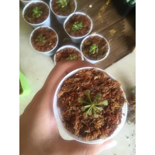 Cây gọng vó - cây bắt mồi