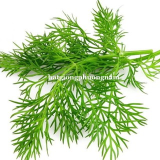 Hạt giống rau thì là