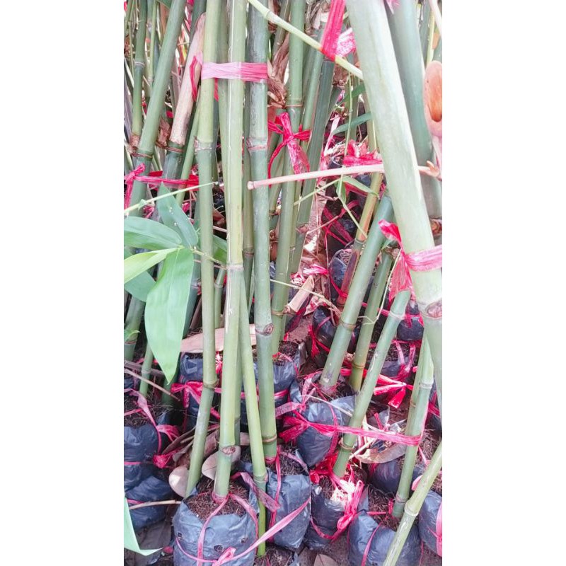 2 CÂY GIỐNG TRE MĂNG ĐIỀN TRÚC (CHUẨN GIỐNG)