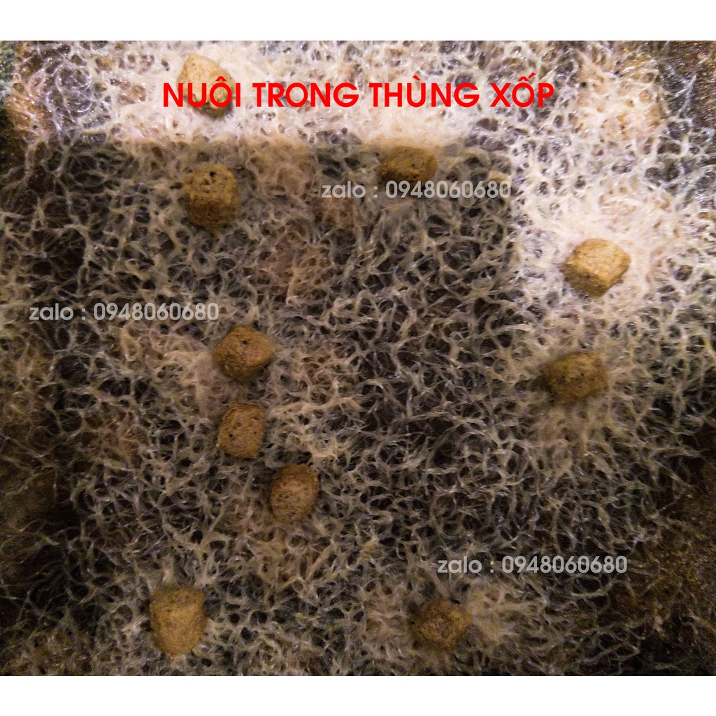 Trùn trắng, giun trắng, trùn chỉ trắng  thức ăn tươi cho cá cảnh .