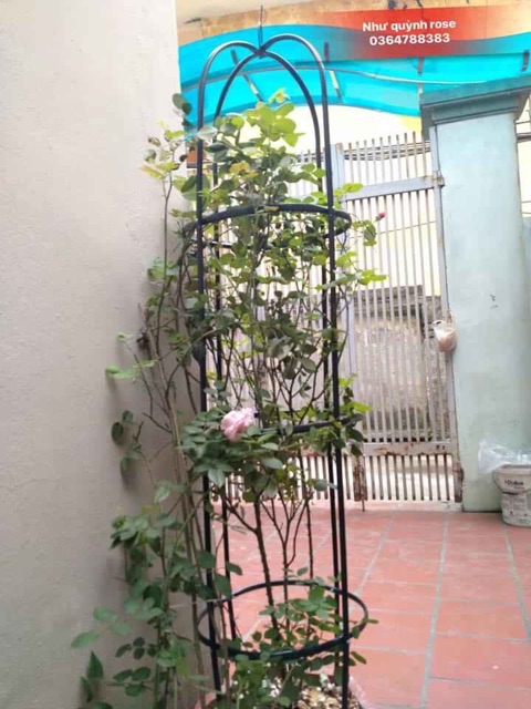 Khung tháp trụ cho hoa hồng leo
