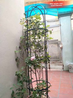 Khung tháp trụ cho hoa hồng leo