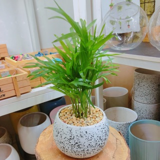 Cau tiểu trâm