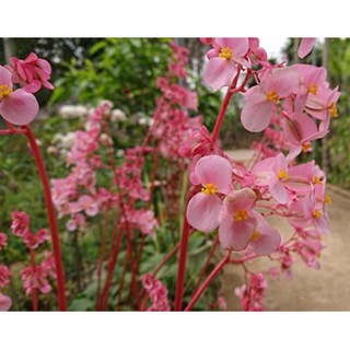 Thu hải đường lá sen (còn gọi là Sen cạn hoa hồng) củ giống