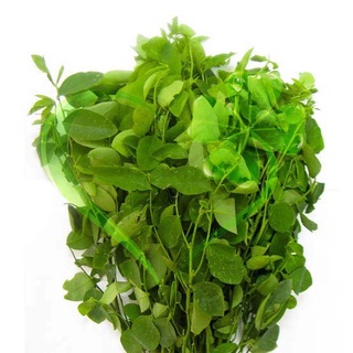Hạt giống rau bồ ngót - gói 1 gram
