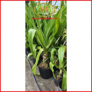 Cây đại tướng quân hoa trắng lớn trồng kiểng hoặc lấy lá làm thuốc