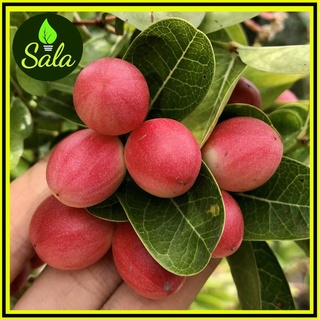 Cây Siro giống giá rẻ, Cây Si ro giống