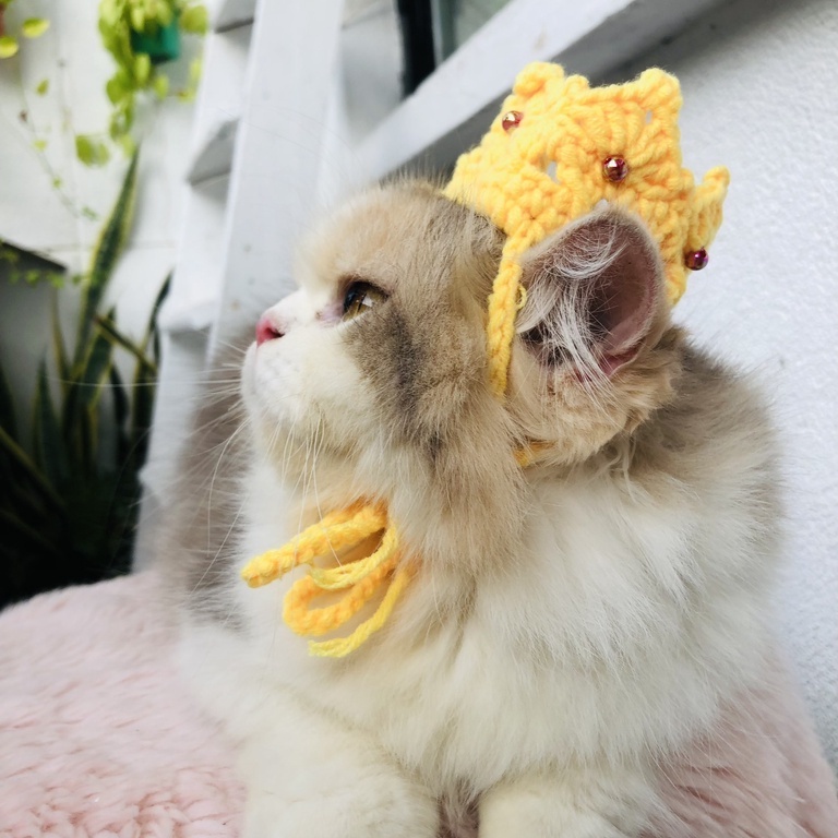 Mũ len cosplay đức vua cho chó mèo mũ nón cho hoàng thượng