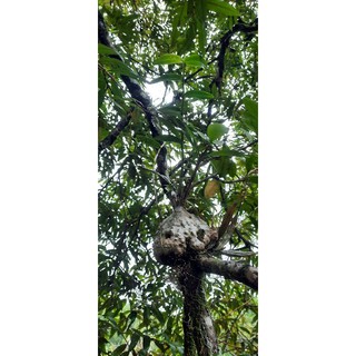 Bí kỳ nam _ củ ổ kiến