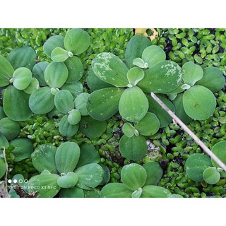 Combo 200 cây tay tượng (bèo cái)