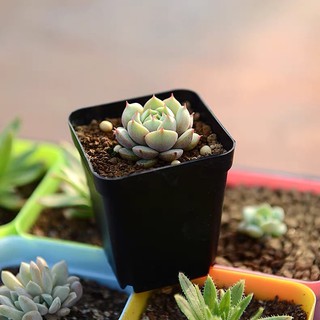 Chậu nhựa trồng sen đá, trồng xương rồng cao: 8cm- đường kính miệng: 7cm.