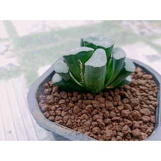 Sen đá Haworthia truncata