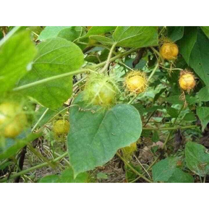 1Kg Cây lạc tiên khô ngủ ngon ,an thần