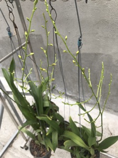 Lan vũ nữ cây giống