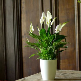 Cây lan ý để bàn size lớn 45cm lọc không khí tốt, sống khỏe có thể trồng trong nhà có sẵn hoa (có ảnh thật)