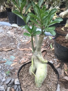 Hoa sứ tím