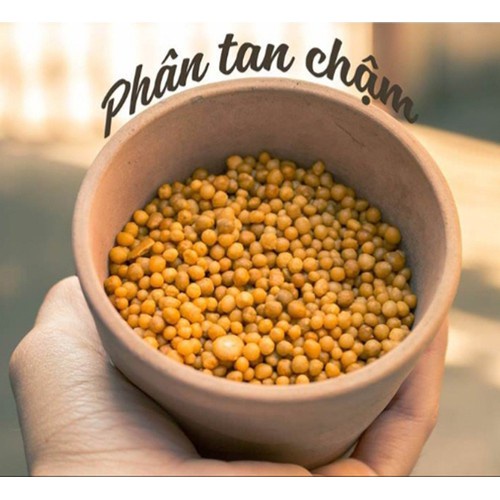 PHÂN BÓN CHUYÊN DÙNG CHO SEN ĐÁ  50g // PHÂN VÀNG OSMOCOTE 14-14-14 // PHÂN TAN CHẬM TỐT NHẤT CHO MỌ