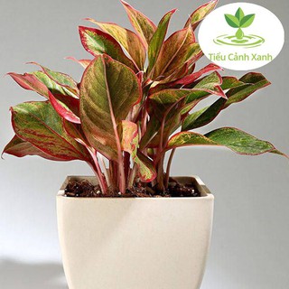 Cây Phú Quý - Cây để bàn