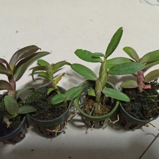 Hoa lan phi điệp Nù Tali 68 giống