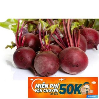 2g Hạt giống Củ Dền Đỏ (tặng gói kích nẩy mầm và hướng dẫn) LuckyseadTG