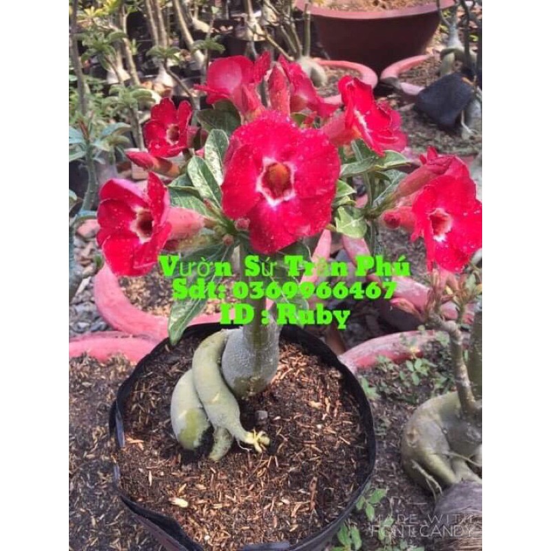 Hoa Sứ Ruby