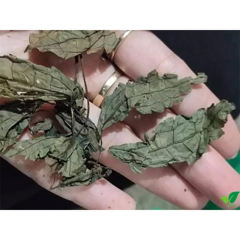 [ FRRE SHIP ] Lá Đắng Rừng Lai Châu ( lá cơm kìa ) (Lá dạ dày )