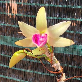 Hoa lan giả hạc Bệt Ngọc Kỳ Lân